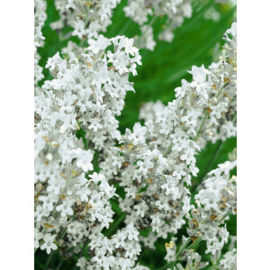 Lavandula angustifolia Hidcote White