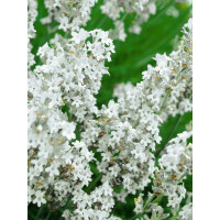 Lavandula angustifolia Hidcote White