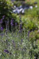 Lavandula angustifolia Aromatico Blue  -R-