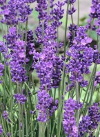 Lavandula angustifolia Aromatico Blue  -R-