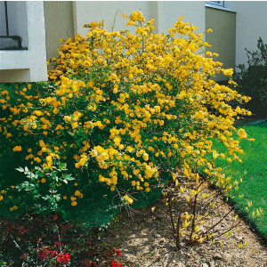 Kerria japonica Pleniflora