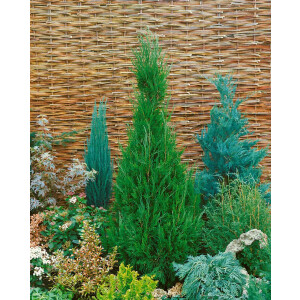 Juniperus virginiana Glauca