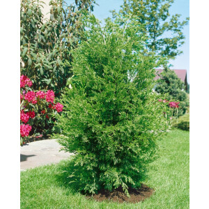 Juniperus virginiana Canaertii