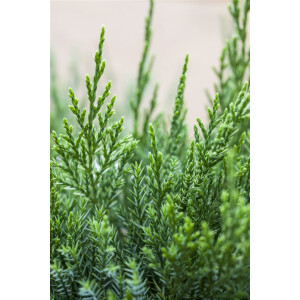Juniperus pfitzeriana Mint Julep