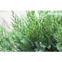 Juniperus pfitzeriana Mint Julep