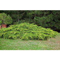 Juniperus media Pfitzeriana Aurea