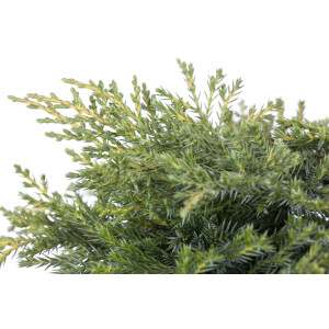 Juniperus media Golden Saucer