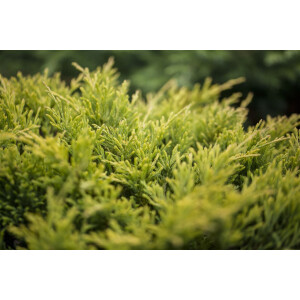 Juniperus horizontalis Limeglow