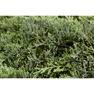 Juniperus horizontalis Icee Blue  -R- -S-