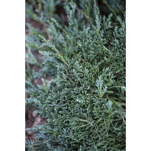 Juniperus horizontalis Icee Blue  -R- -S-