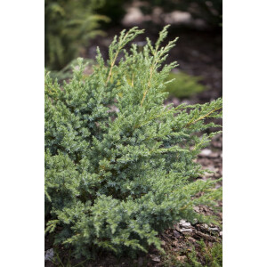 Juniperus horizontalis Andorra Compact