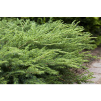 Juniperus conferta Slager