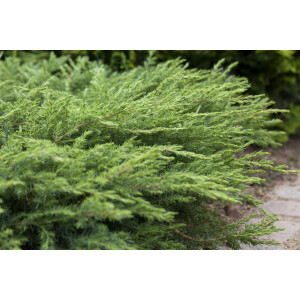 Juniperus conferta Schlager