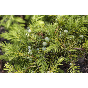 Juniperus conferta Allgold
