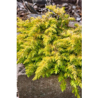 Juniperus conferta Allgold