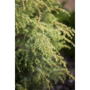 Juniperus communis Schneverdinger Gold Machangel