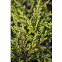 Juniperus communis Goldschatz