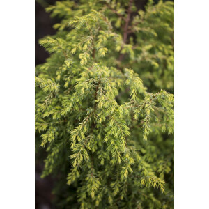Juniperus communis Gold Cone