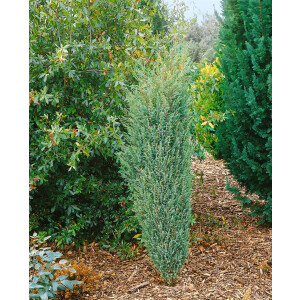Juniperus communis Excelsa