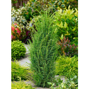 Juniperus communis Arnold