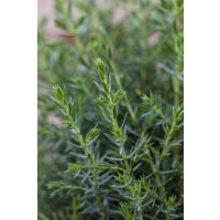 Juniperus communis Arnold