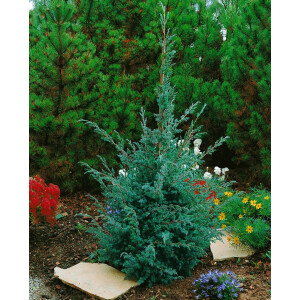 Juniperus chinensis Blue Alps