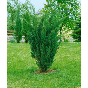 Juniperus chinensis Blaauw