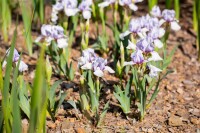 Nahaufnahme der Iris x barb.-media Libellula Blüte