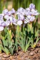 Iris x barb.-media Libellula im Garten