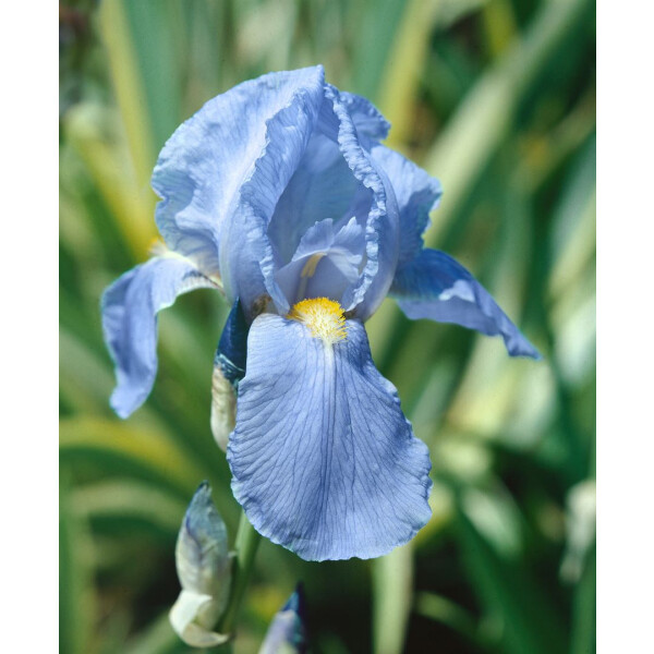 Schwertlilie Iris barbata media Az Ap Frühlingsblüher 
