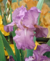 Iris x barb.-elat.Amethyst Flame in voller Blüte