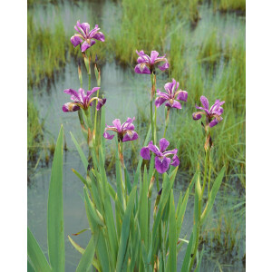Iris versicolor Kermesina, gen.