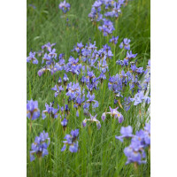 Iris sibirica Perrys Blue