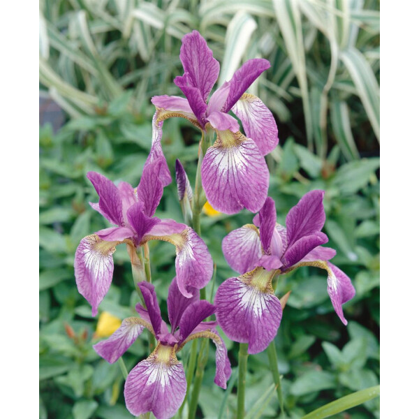 Iris sibirica Ewen