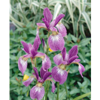 Iris sibirica Ewen
