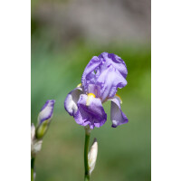 Iris pallida ssp.dalmatica
