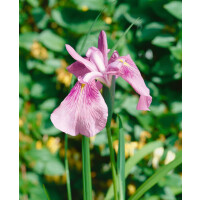Iris laevigata Rose Queen