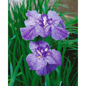 Iris ensata Amethyst