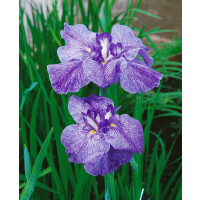 Iris ensata Amethyst