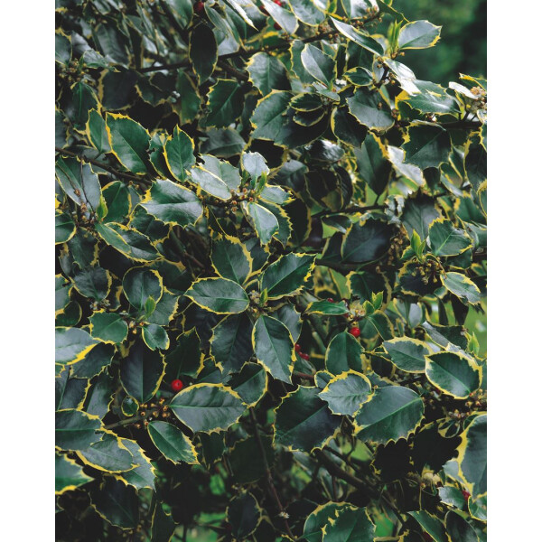 Ilex aquifolium Rubricaulis Aurea