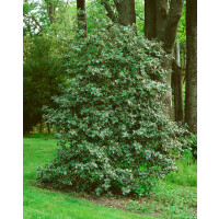 Ilex aquifolium Rubricaulis Aurea