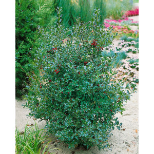 Ilex aquifolium Alaska