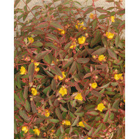 Hypericum moserianum Tricolor