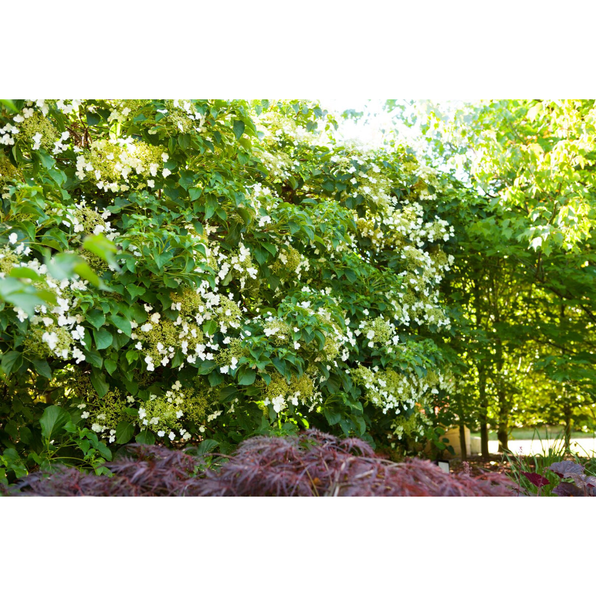 Kletter-Hortensie Höhe: 140-150 cm Kletterpflanze Hydrangea petiolaris ! 