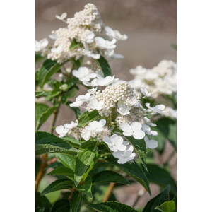 Hydrangea paniculata Prim White  -R-