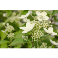 Hydrangea paniculata Prim White  -R-