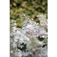 Hydrangea paniculata Pinky Winky  -R-