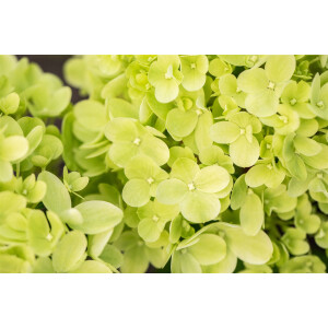 Hydrangea paniculata Little Lime  -R-