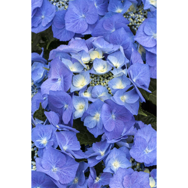 Hydrangea macrop Bauernhortensie Blaumeise Gartenhortensie Tellerhortensie
