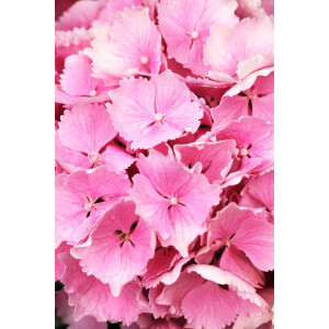 Hydrangea mac. Everbloom Pink Wonder